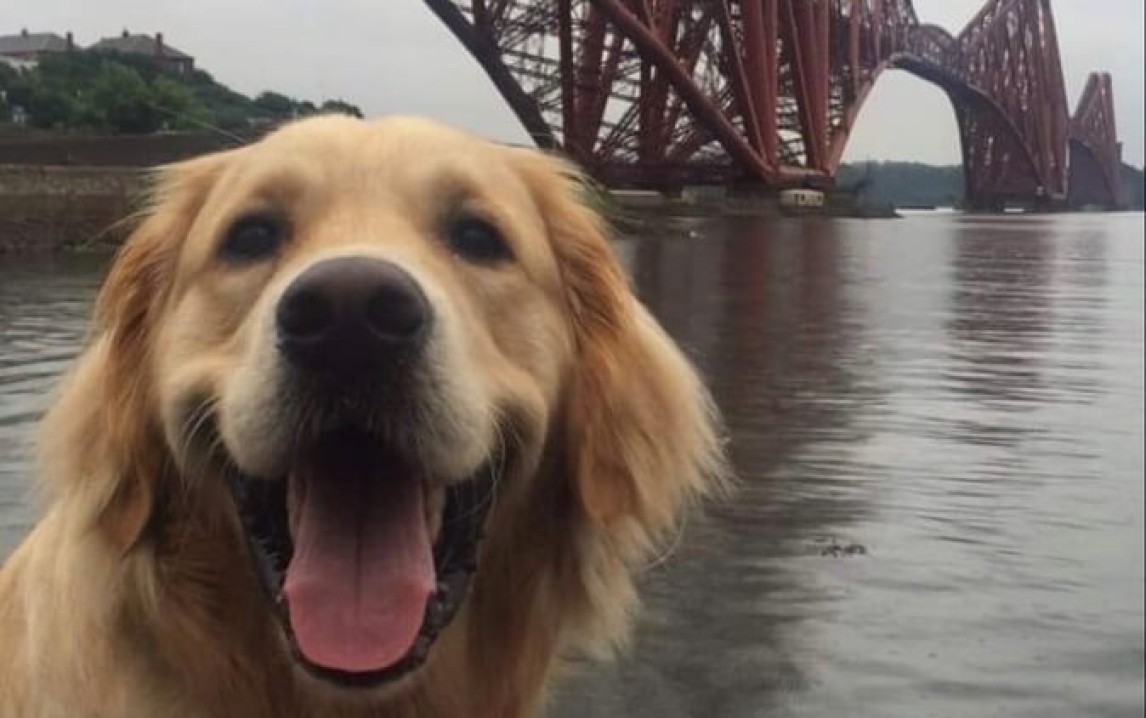 Labrador dog in front of Forth Bridge